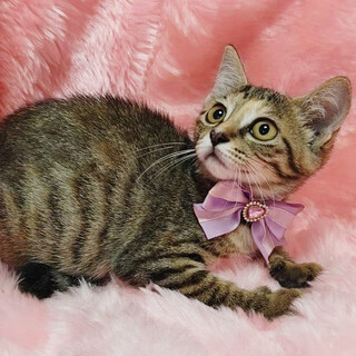 麦わらの美猫『鈴ちゃん』３ヶ月