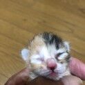 生後3日の子猫