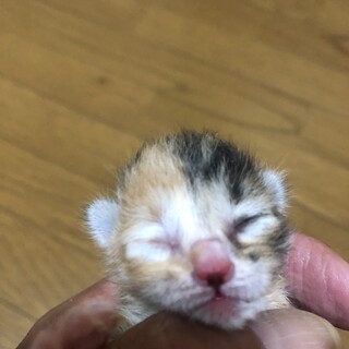 生後3日の子猫