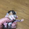 生後3日の子猫 サムネイル2