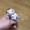 生後3日の子猫 サムネイル3