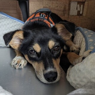 再度、里親募集！可愛いポーラちゃん