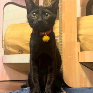 黒ネコの男の子ハッチ