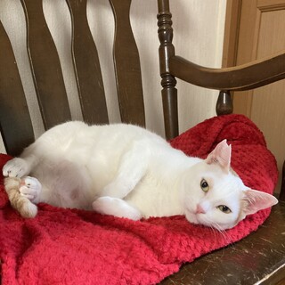 真っ白ツヤツヤに茶虎のワンポイント模様