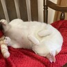 真っ白ツヤツヤに茶虎のワンポイント模様 サムネイル3
