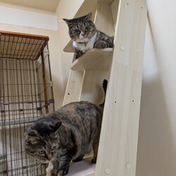 2025年8月、掃除機を新調した件