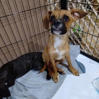 ボクサー風の男の子　げんくん