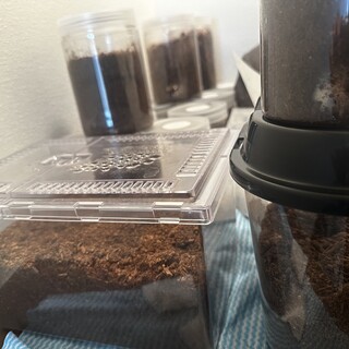 カブトムシの幼虫 20匹