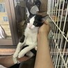 ハチワレ少し怖がりで機敏な子猫3ヶ月 サムネイル2