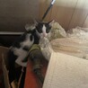 ハチワレ少し怖がりで機敏な子猫3ヶ月 サムネイル3