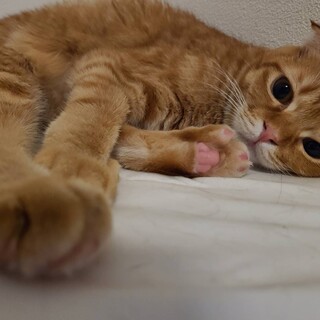 ルルちゃん　動くぬいぐるみのような可愛い女の子