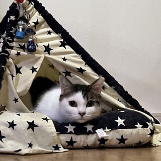 とても可愛く健気なキジ白の男の子サンジ！