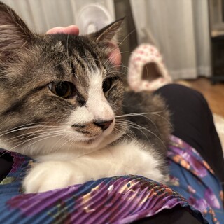 人も猫も抱っこも大好きな甘えん坊クルーズ！