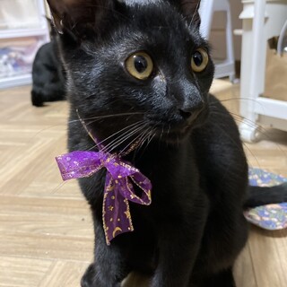 里親さま決定しました✨