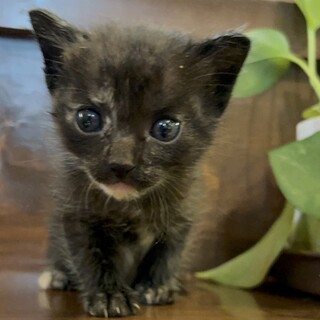 黒猫の『きょ』ちゃん 