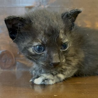 黒猫の『ほう』ちゃん