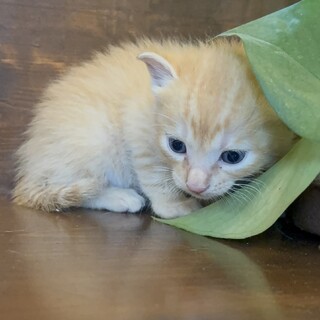 茶トラの『マス』ちゃん