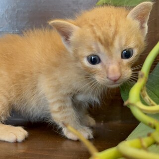 茶トラの男の子『カット』くん 