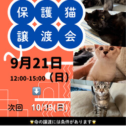 ねこのWa猫譲渡会〜静岡市葵区