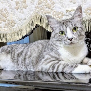 穏やかで猫が好きなあずきちゃん