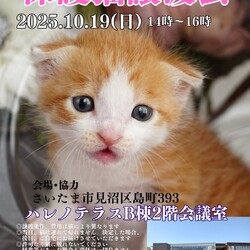 【さいたま市見沼区】10/19（日)ハレノテラス保護猫譲渡会