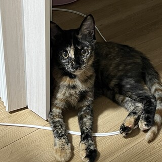 【10/19譲渡会】美サビ❤ジェントル少女のルッソ