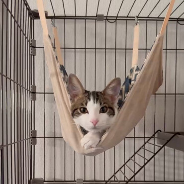 ほんの3ヶ月で大きさ2倍今月たまたまとさようならをしますฅ•ω•ฅ