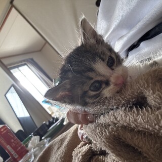 可愛いグレーの猫ちゃんです