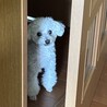 いのちのリボン