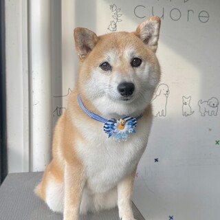 里親様決定！ご応募ありがとうございました。