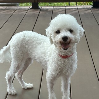 穏やかで大人しい美形のビションみももちゃん