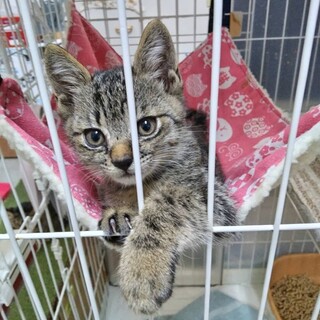 元気一杯　キジちゃん里親さん募集中！