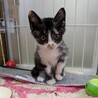 美人なミケちゃん　里親さん募集中！ サムネイル2