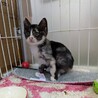 美人なミケちゃん　里親さん募集中！ サムネイル3