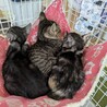 美人なミケちゃん　里親さん募集中！ サムネイル7