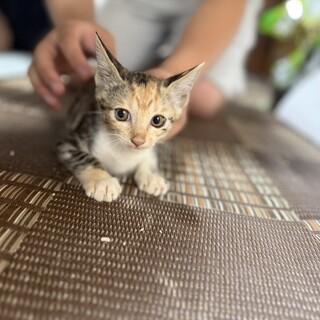 コスモスちゃん