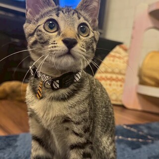 キジの女の子コッチ