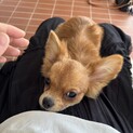 子犬