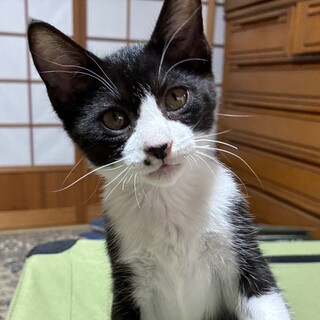 終生飼える方求む