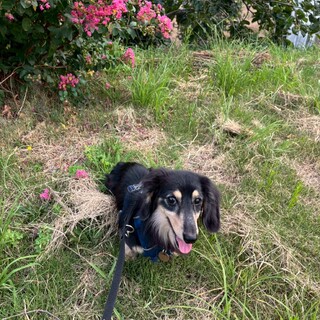 好奇心旺盛、甘えん坊なk.ダックス　セレッソくん