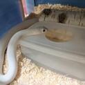 美しい白蛇の飼い主様を募集します