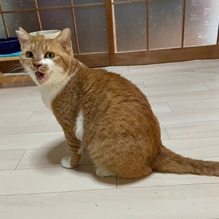 ぐるぐる甘えん坊★敏郎★むちむちボディーだよ