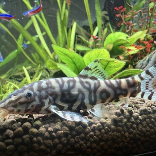 パキスタンローチお譲りします