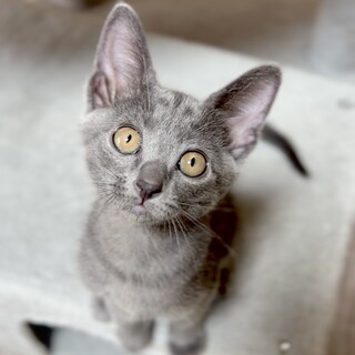 人懐っこいグレーの毛並み女の子