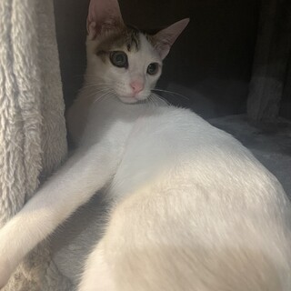 男の子♂白三毛4ヶ月