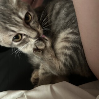 子猫の里親を募集してます