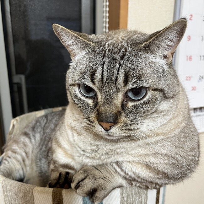 てつはんだのカバー写真