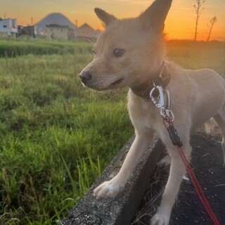 ちょっと食いしん坊なちっこい成犬。長毛の女の子♪