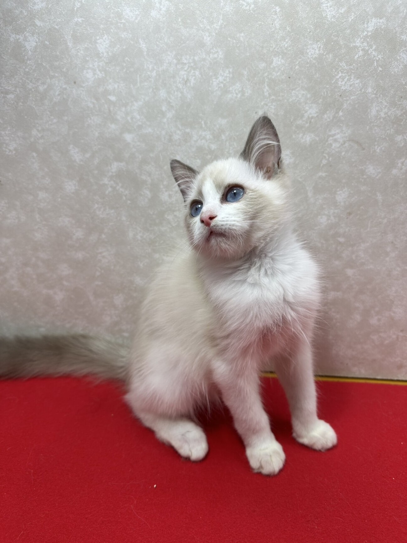 猫愛好家出品 慣れ慣れラグドール♀4／」東京都 - 猫の里親募集(525047