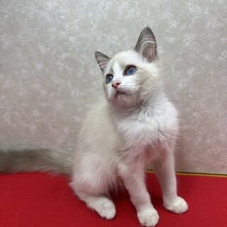 慣れ慣れラグドール♀４／15生❤ペコ